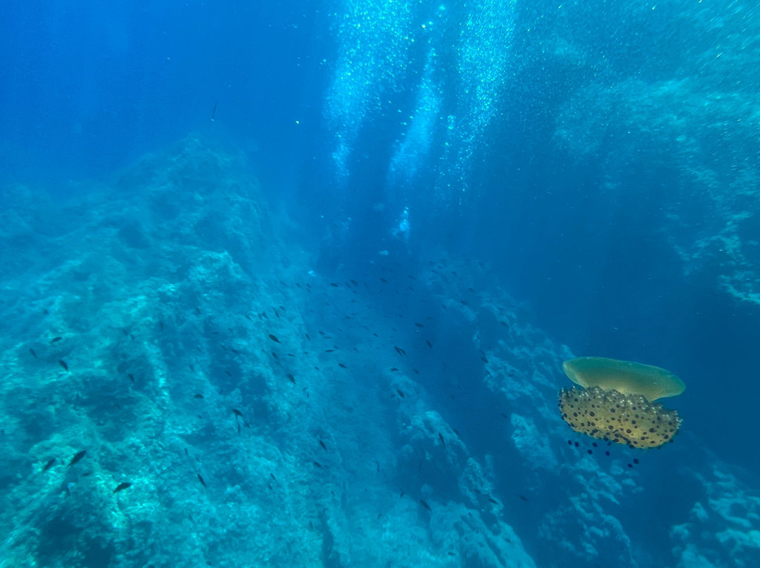 Dolphin Diving Center-Kanapitsa必去景点