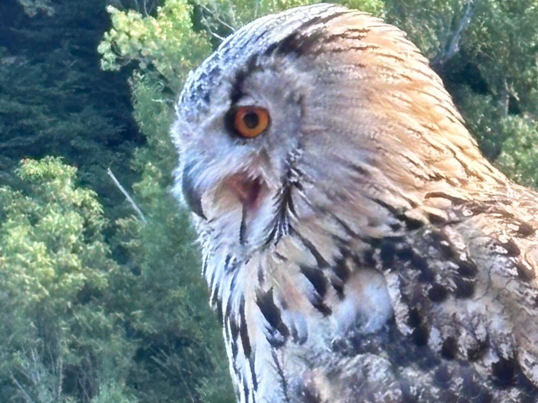Château de Rochebaron-Bas-en-Basset必去景点