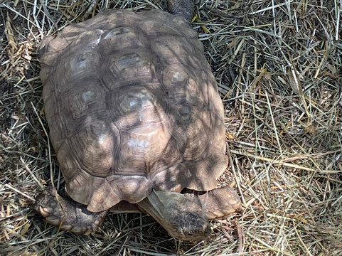 Le Village des Tortues - Tortupôle France-Carnoules必去景点