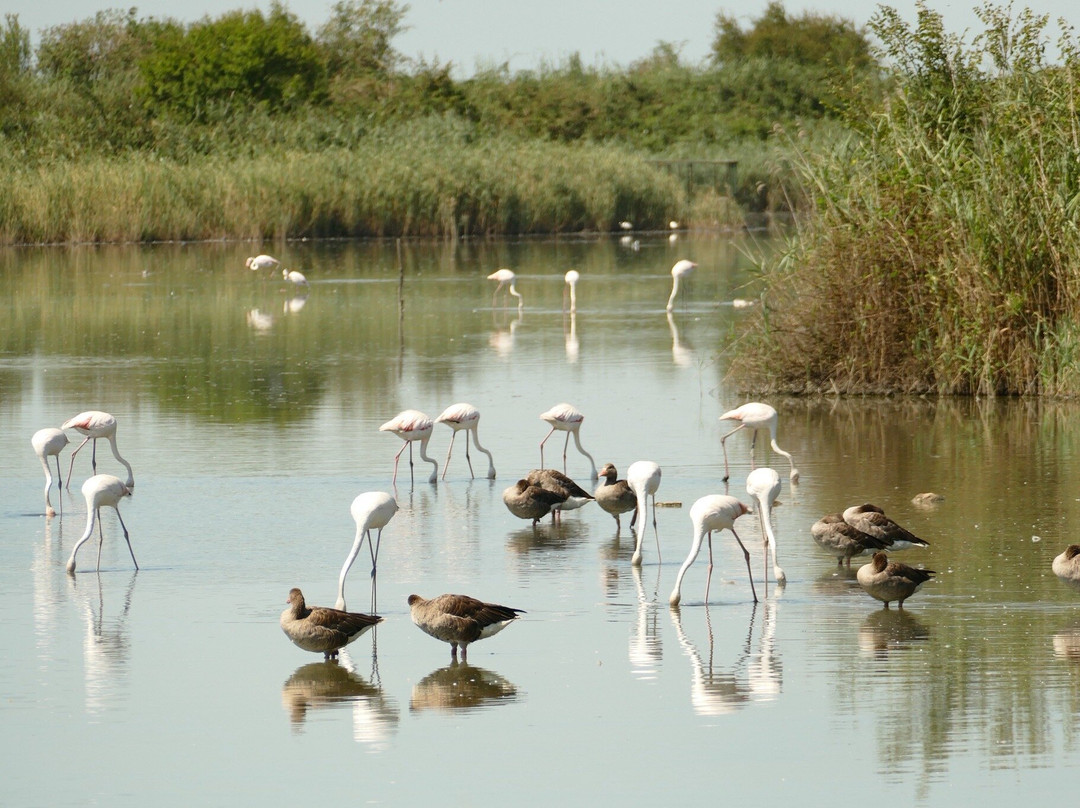 Riserva Valle Canal Novo-Marano Lagunare必去景点