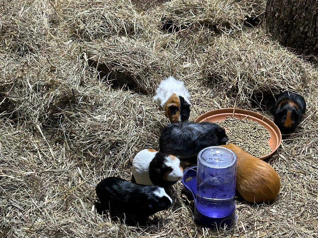 Rainforest Adventures-塞维尔维尔必去景点