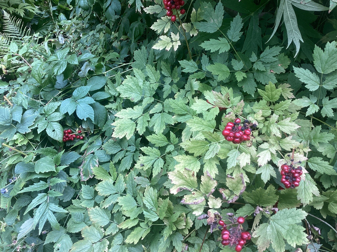 St Andrews Botanic Garden-圣安德鲁斯必去景点