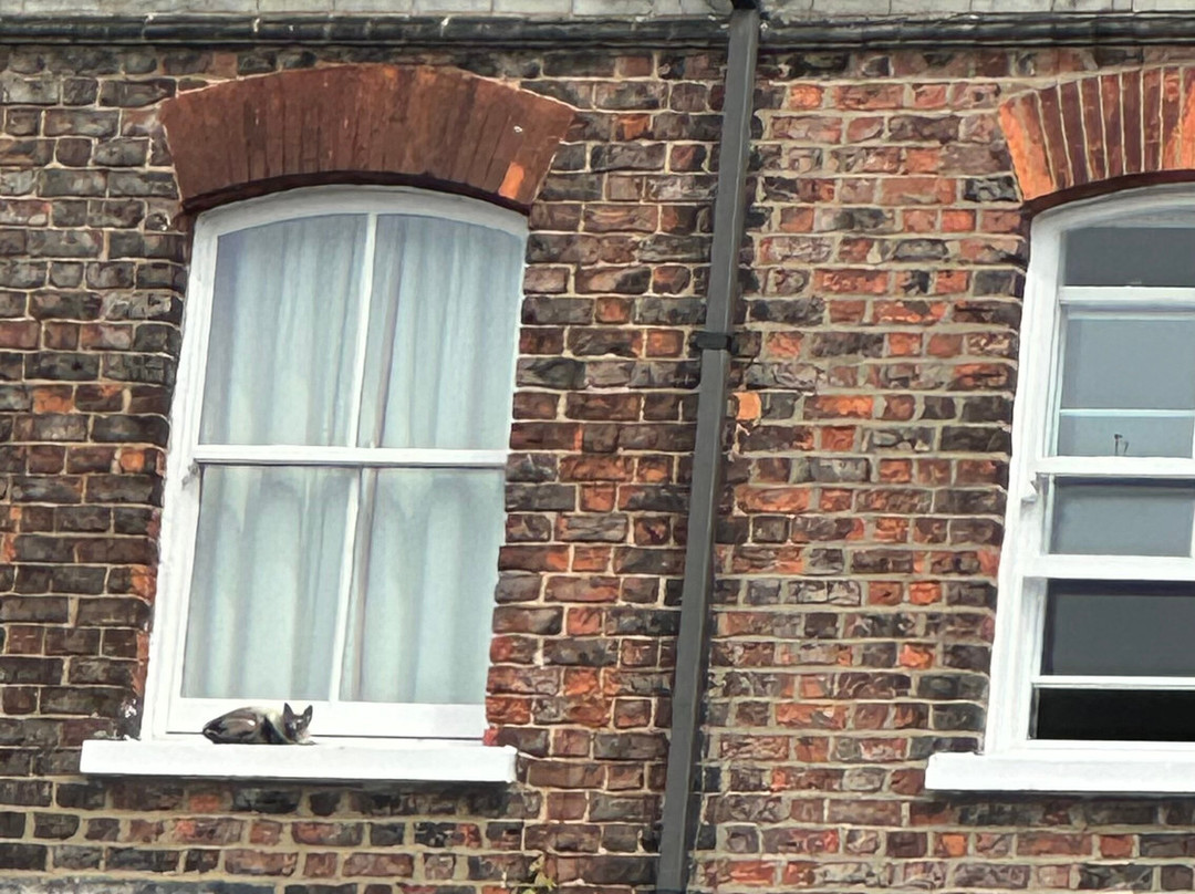 York Cat Trail-约克必去景点