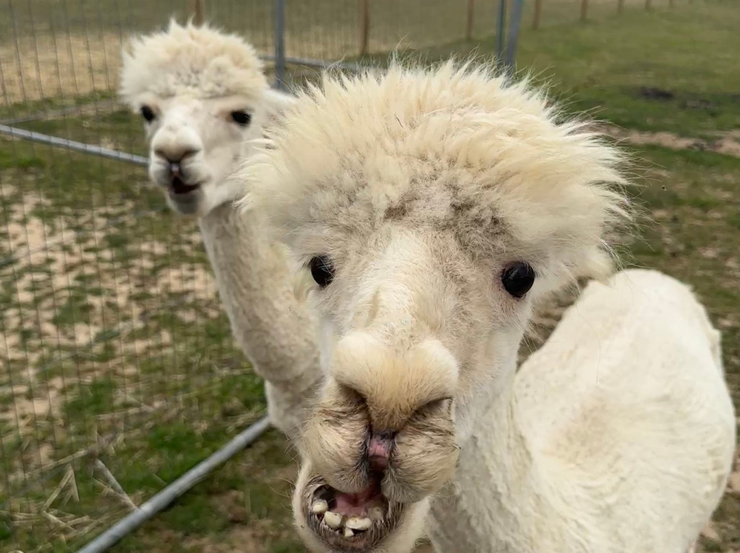 Melbourne Animal Farm-Melbourne必去景点