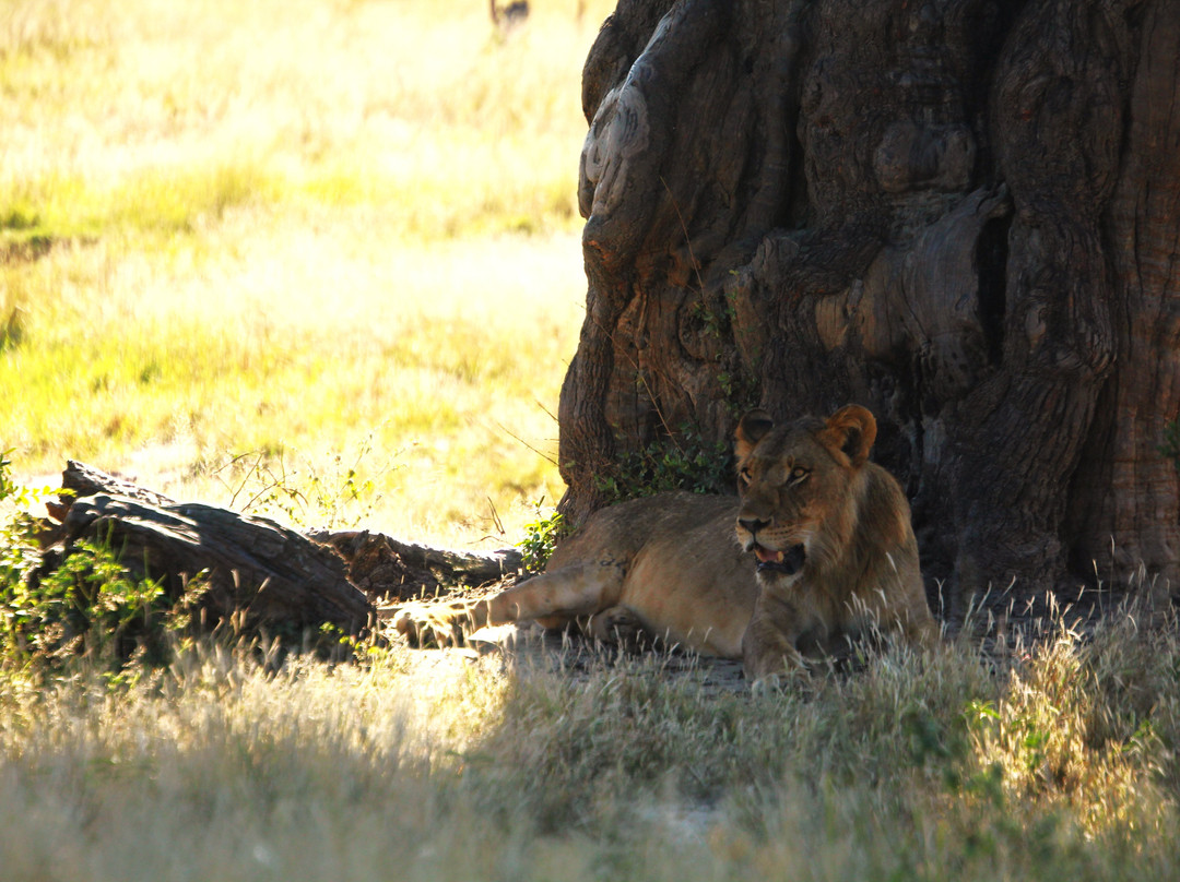 African Safari Guru-开普敦中心区必去景点