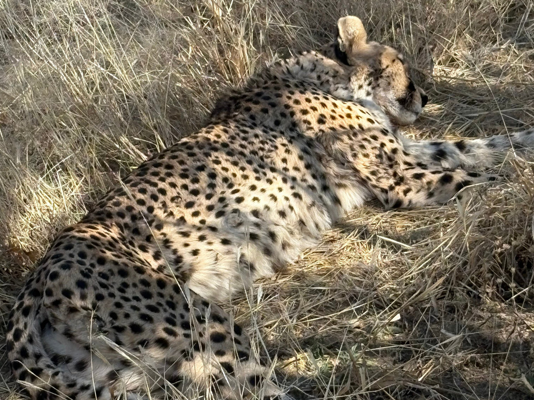 Cheetah Conservation Fund-奥奇瓦龙戈必去景点