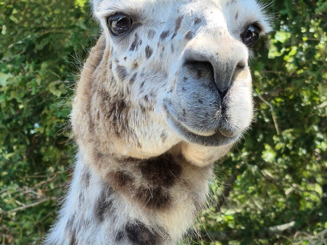 Texas Zoofari Park-Kaufman必去景点