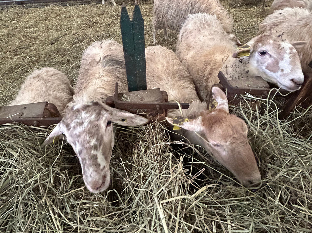 La Ferme Ametzalde-Lasse必去景点