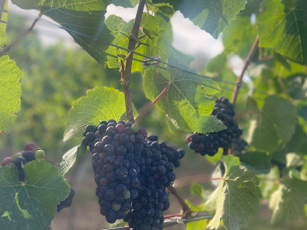 Deer Park Wines-Eckington必去景点