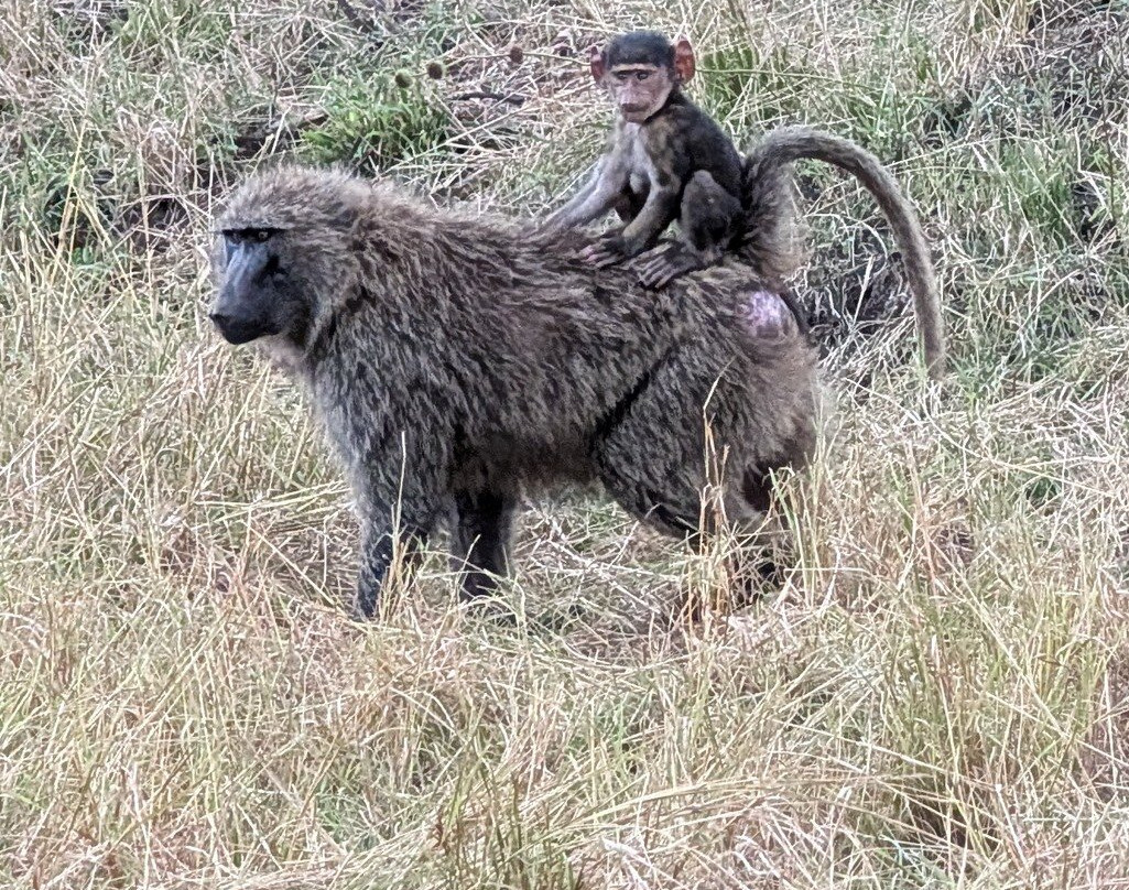 Masai Mara Holidays-Mara North Conservancy必去景点