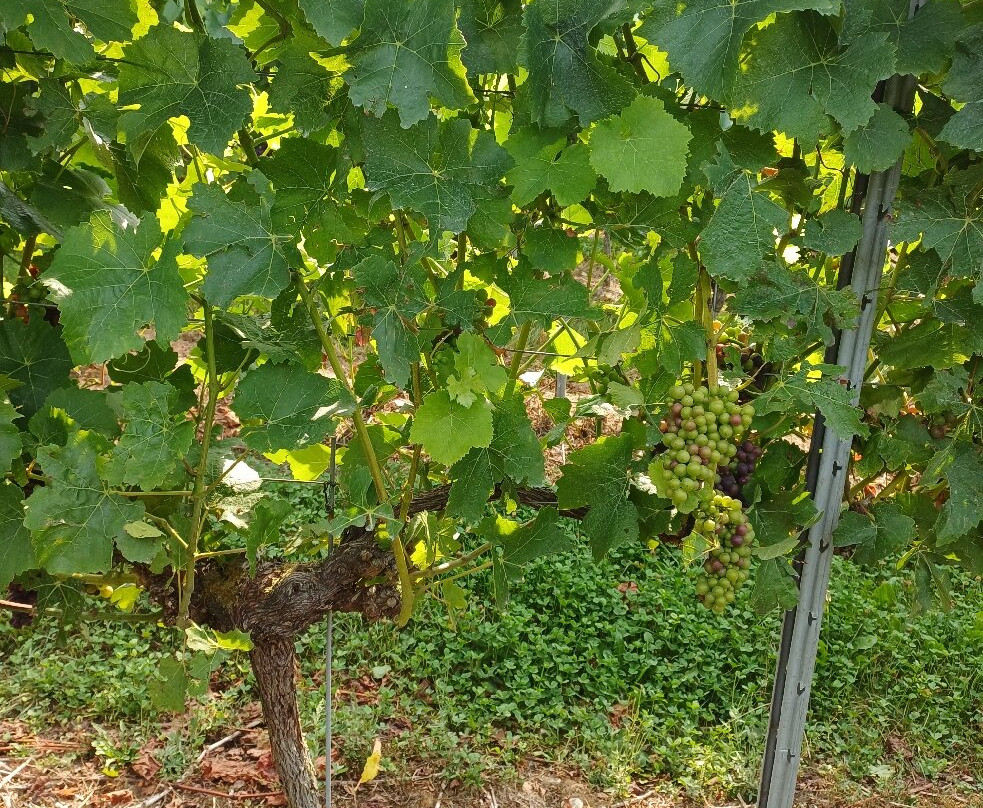 Langham Wine Estate Vineyard-多切斯特必去景点