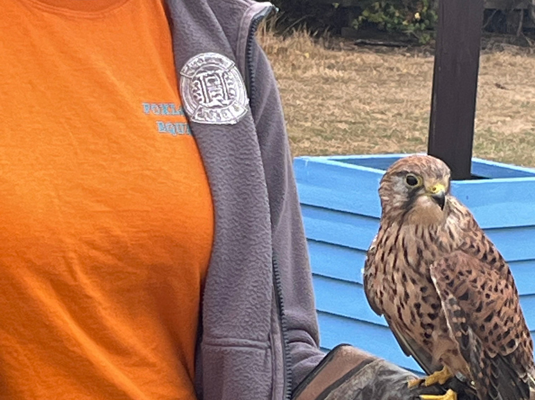 Feathers and Fur Falconry Centre-布拉克内尔必去景点