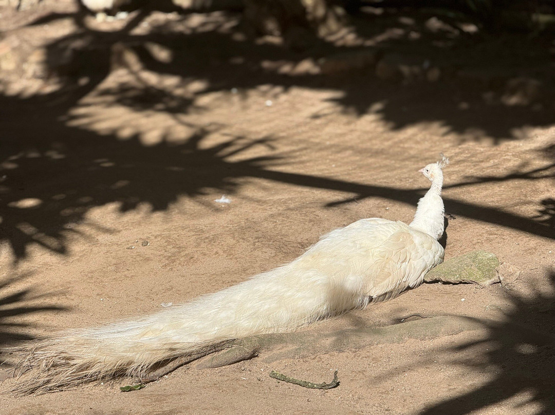 World of Birds-开普敦中心区必去景点