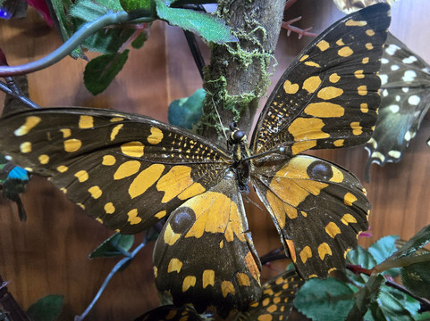世界昆虫及自然奇观博物馆-清迈必去景点