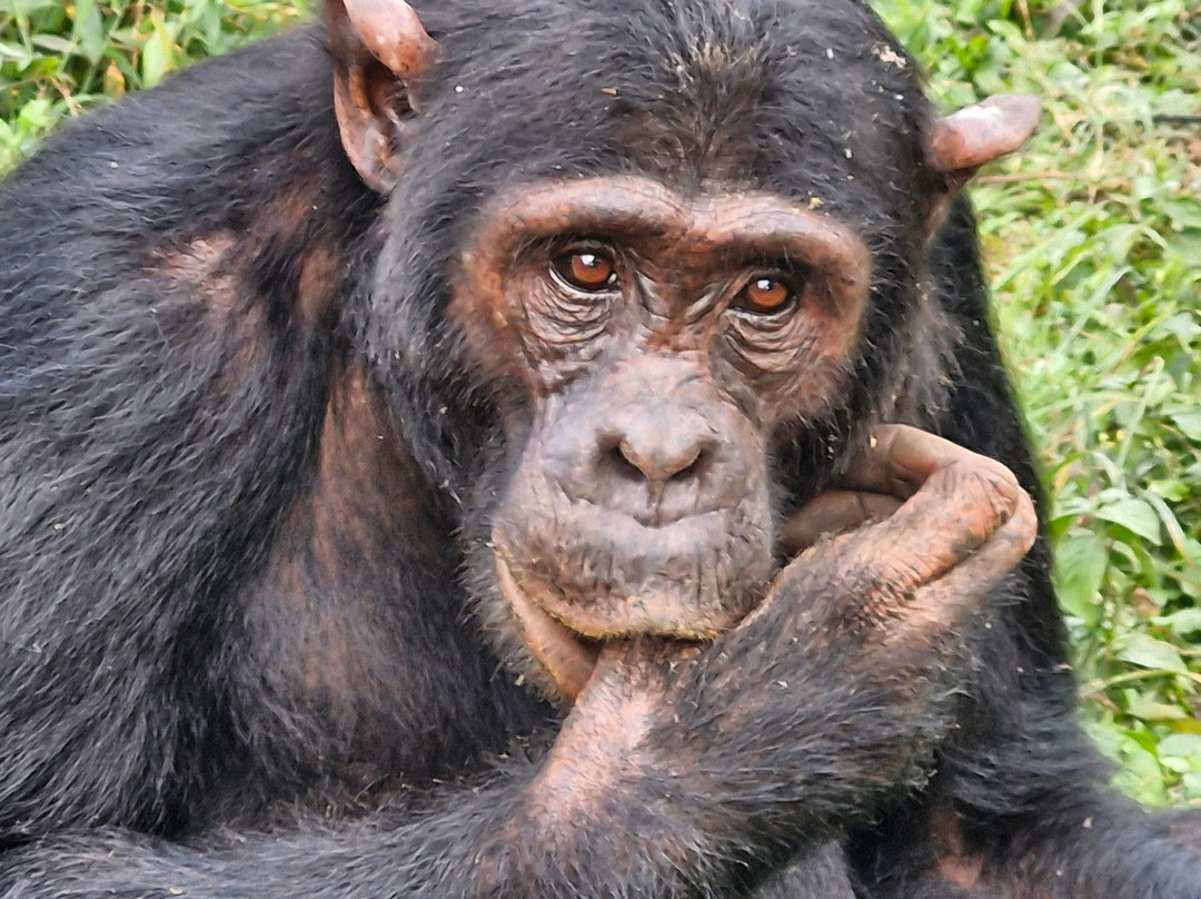 Ngoni Safaris Uganda-坎帕拉必去景点