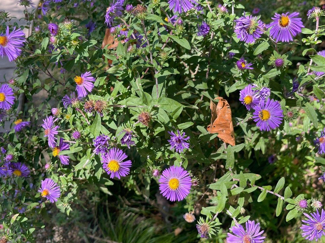 Edith J. Carrier Arboretum-哈里森堡必去景点