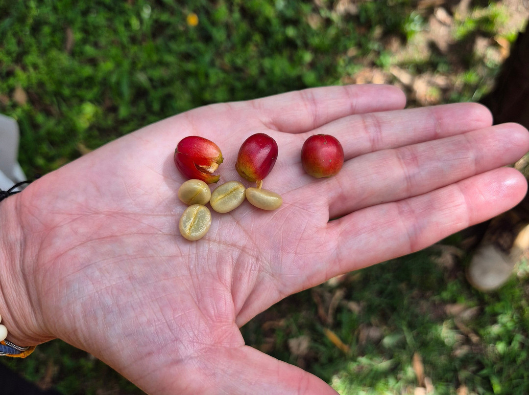 El Recuerdo Finca Cafetera Tradicional-萨伦托必去景点