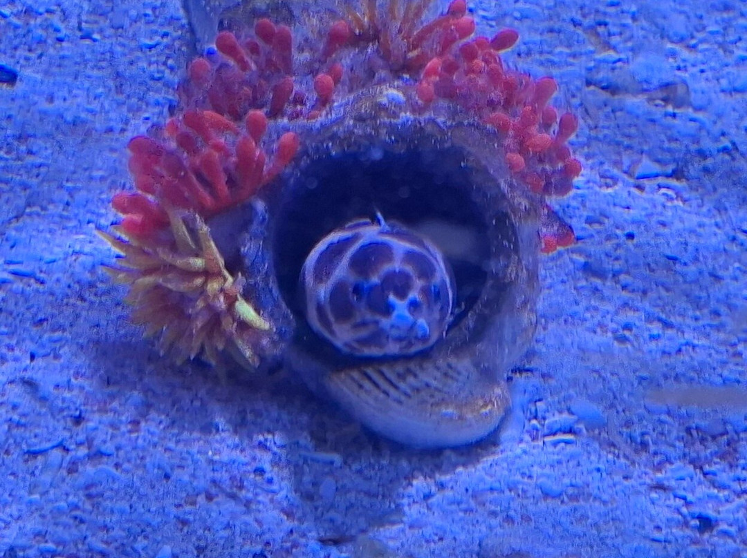 Hurghada Grand Aquarium-赫尔格达必去景点