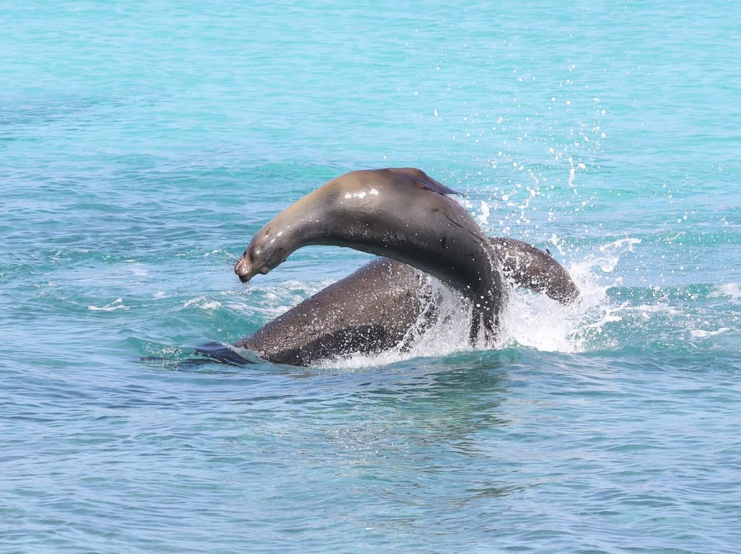 Go Galápagos Tours-Baltra必去景点