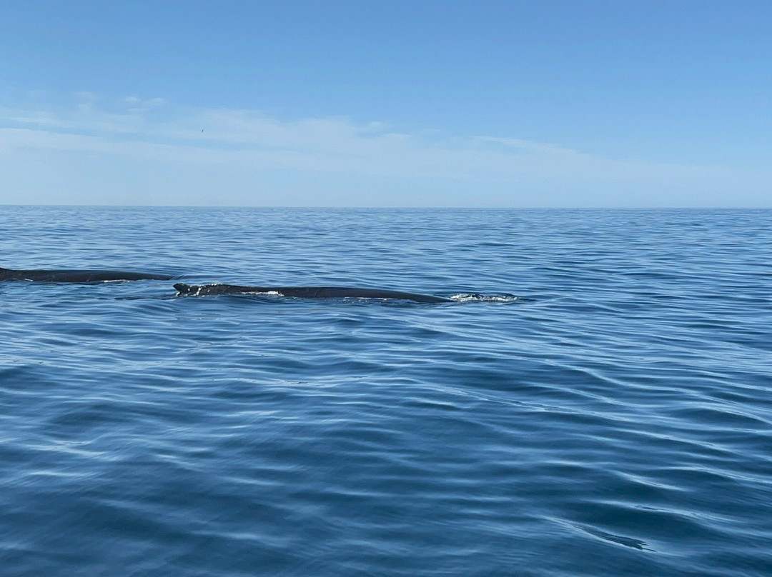 Brier Island Whale and Seabird Cruises-Westport必去景点