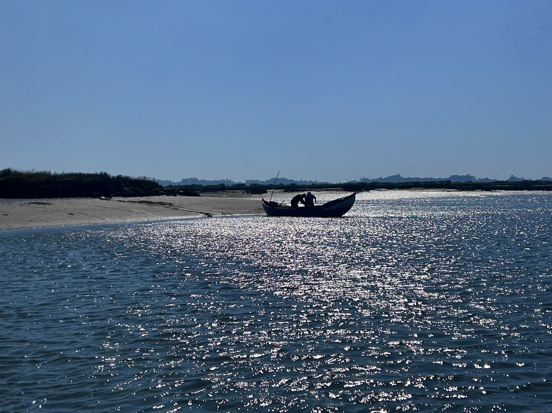 Sterna - Aveiro Ria Tours & Birdwatching-阿威罗必去景点