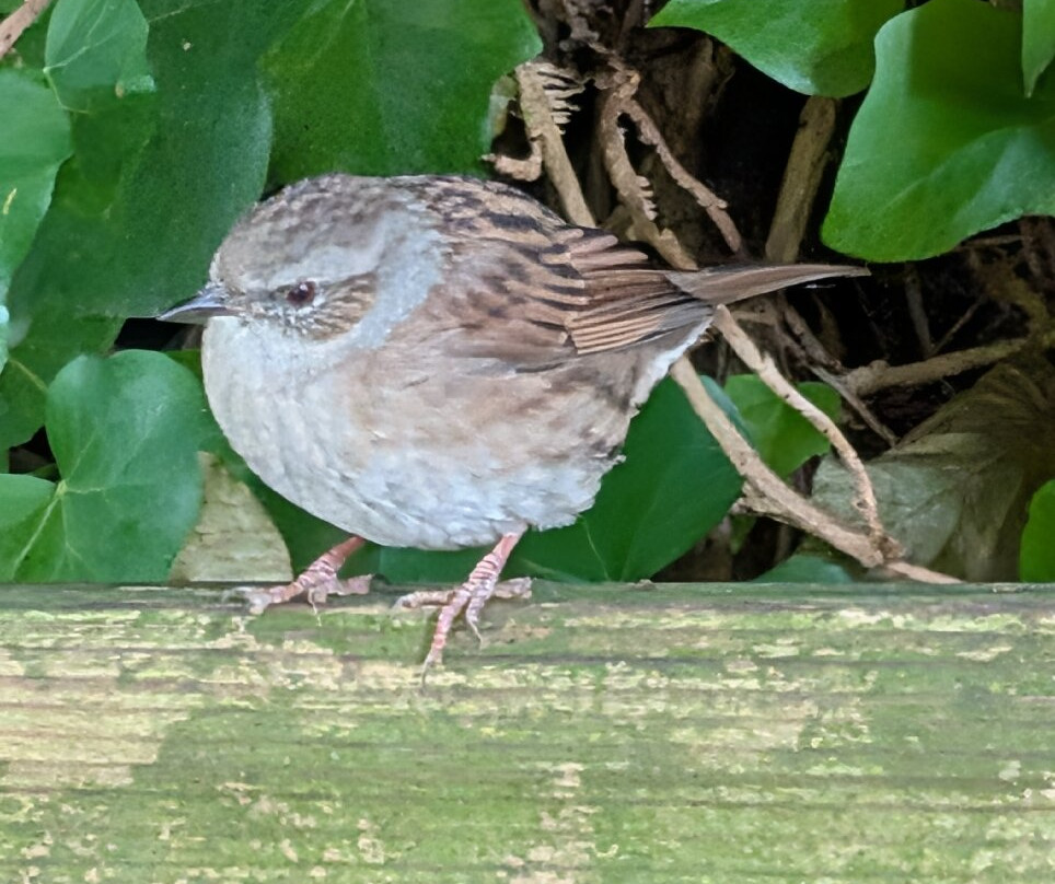 Caen Hill Locks-迪韦齐斯必去景点
