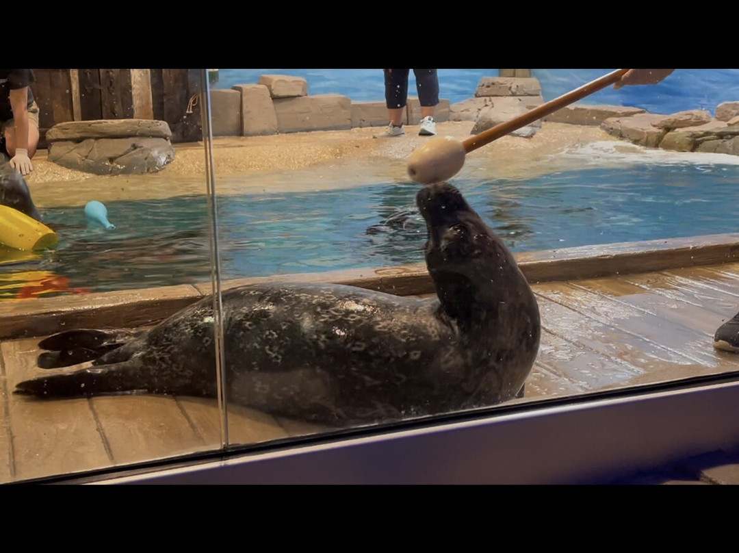 Jenkinson's Aquarium-波因特普莱森海滩必去景点