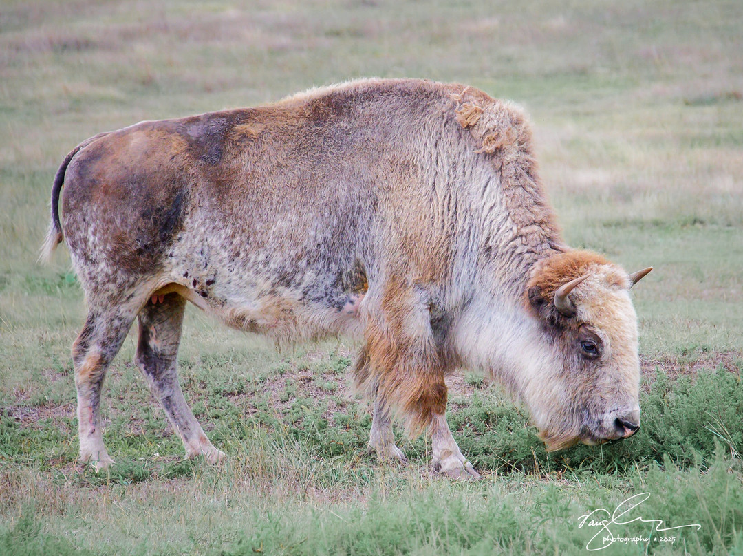 Frontier Park-Hays必去景点