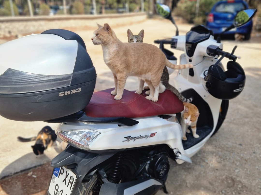 Kallithea Cats-Kallithea必去景点