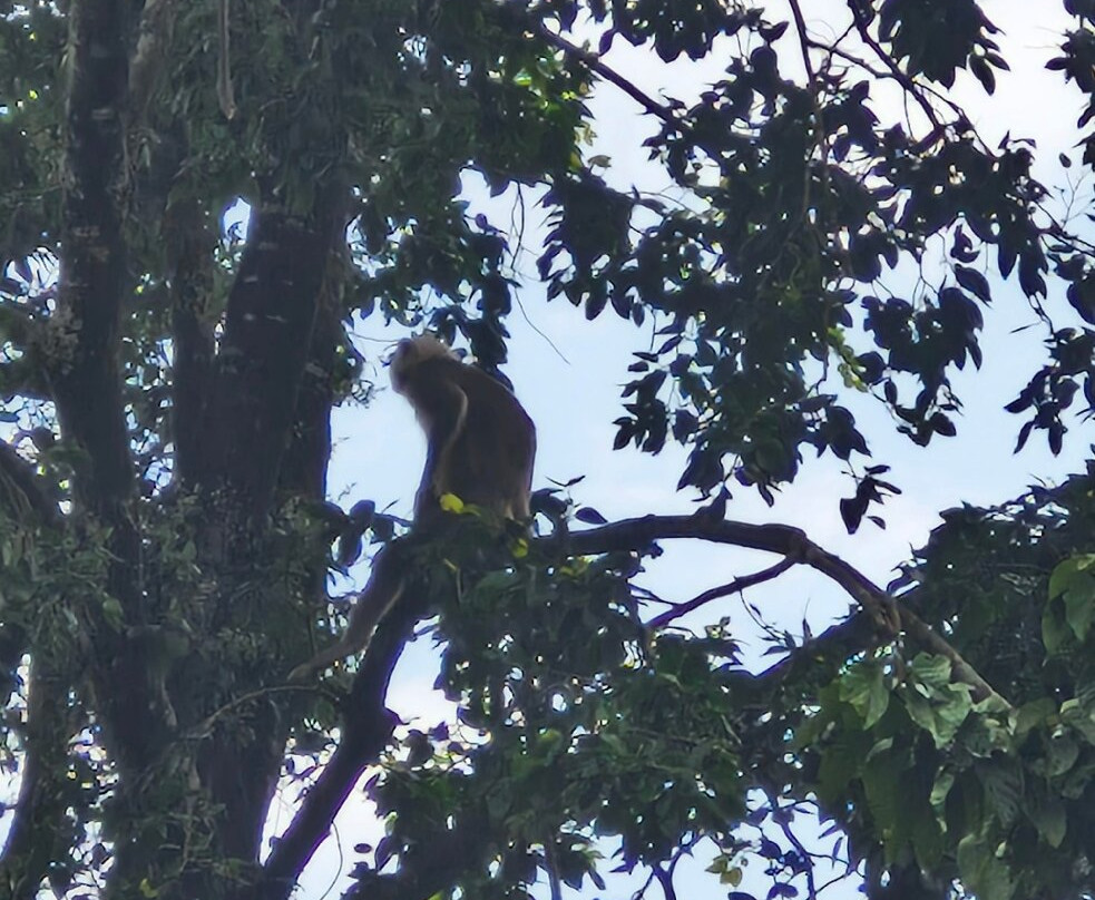 尼泊尔野生动物度假酒店主图