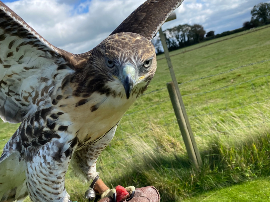 Faha Falconry-Faha必去景点