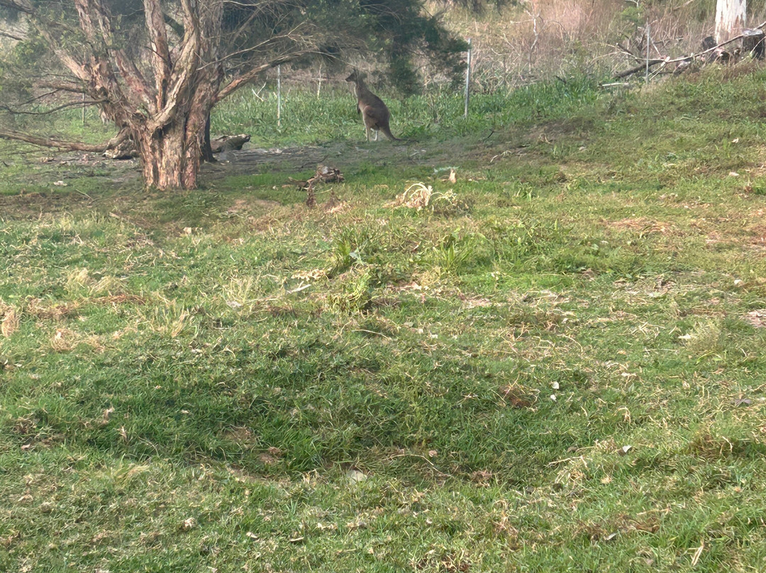 Bendeela Camping and Picnic Area-袋鼠谷必去景点