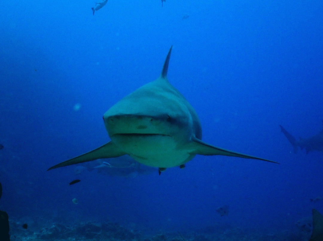 Coral Coast Divers-太平洋港必去景点
