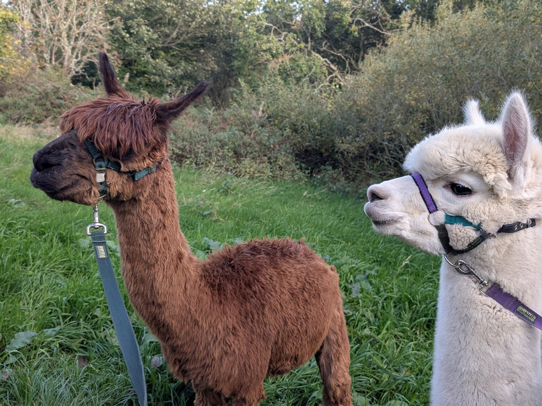 BobCat Alpacas-爱丁堡必去景点