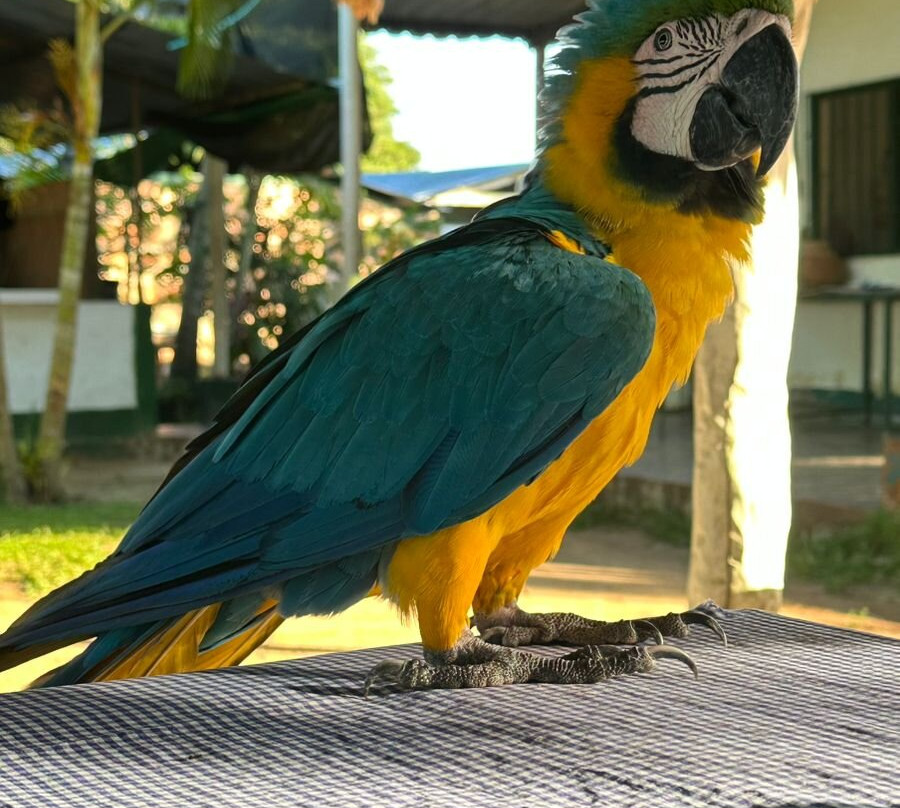 Cunaguaro Travel-Yopal必去景点