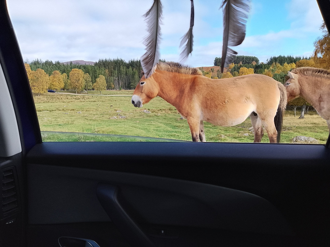 Highland Wildlife Park-Kincraig必去景点
