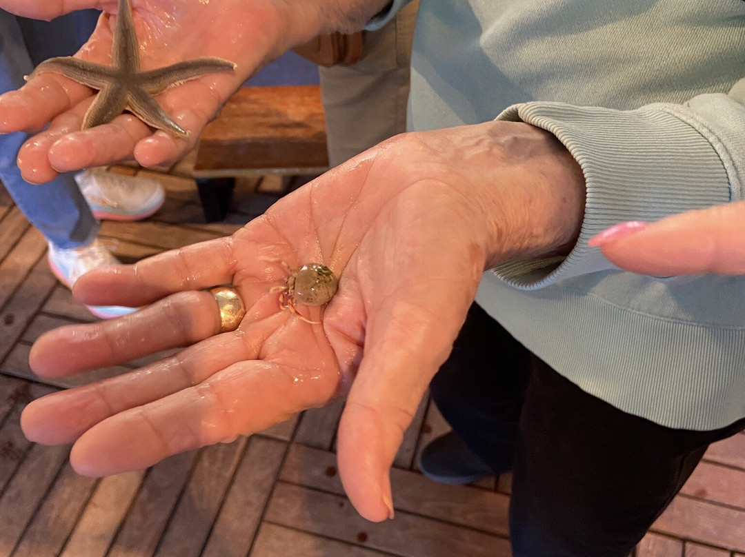 Tybee Island Marine Science Center-泰碧岛必去景点