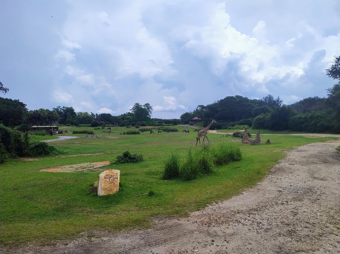 Kilimanjaro Safaris-奥兰多必去景点