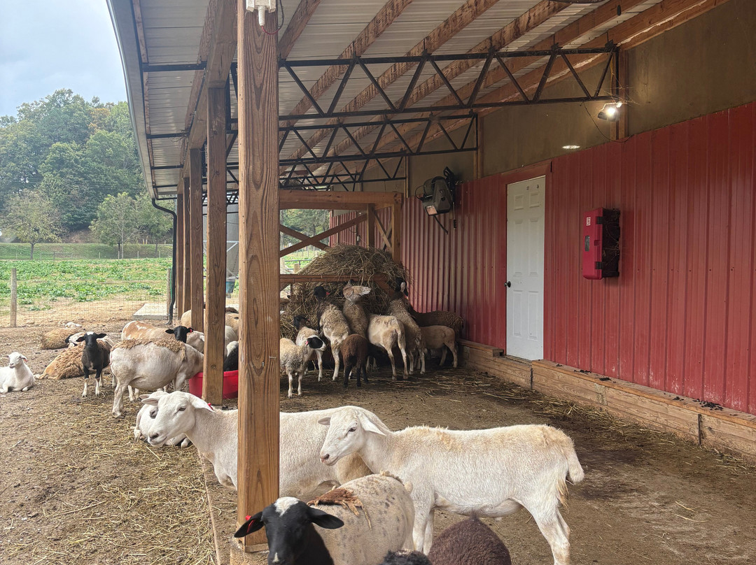 Cress Creeks Farm And Corn Maze-Ellijay必去景点