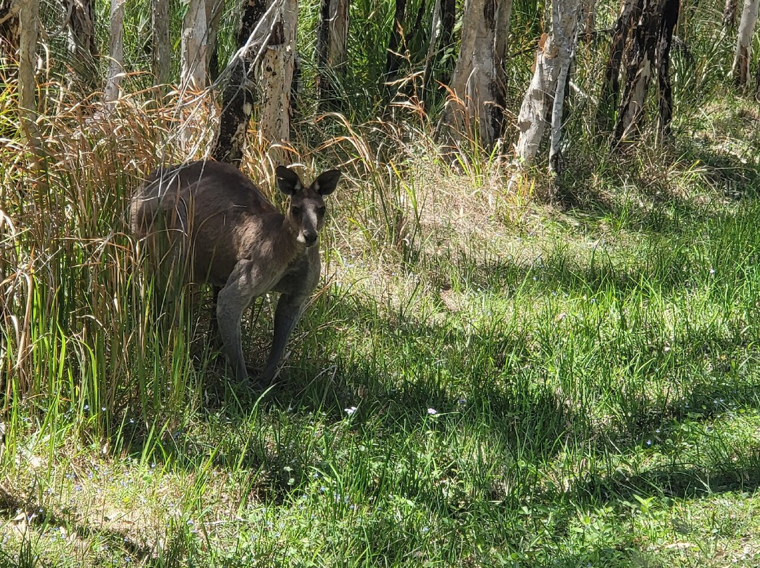 Ecotekk Electric Bikes Noosa-Tewantin必去景点