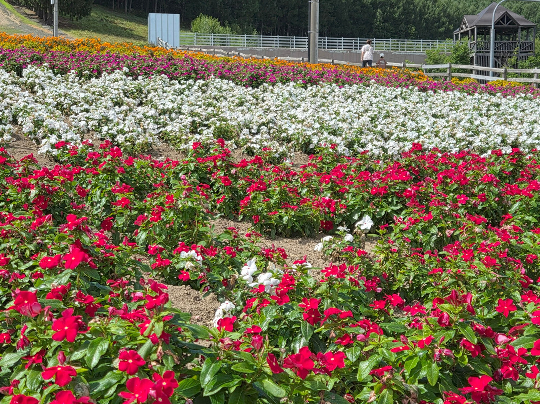 Nakafurano Flower Park-中富良野町必去景点