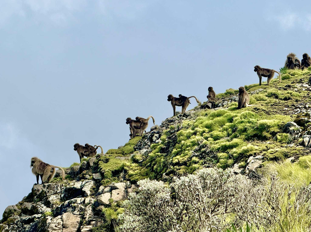 David Simien Tours-Debark必去景点