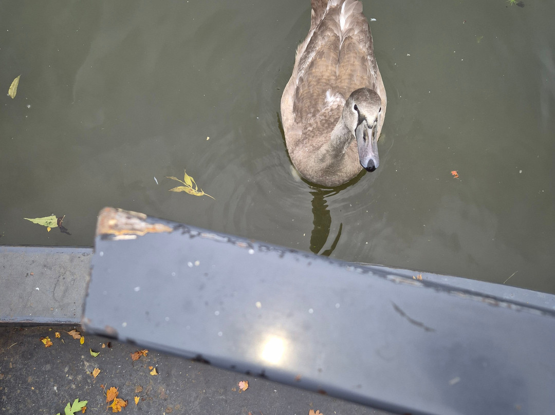Boutique Narrowboats-马基特哈伯勒必去景点