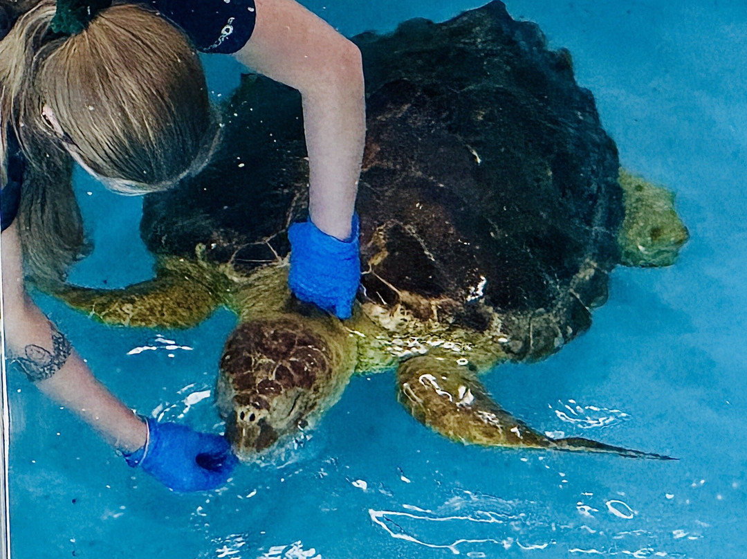 Georgia Sea Turtle Center-吉柯岛必去景点