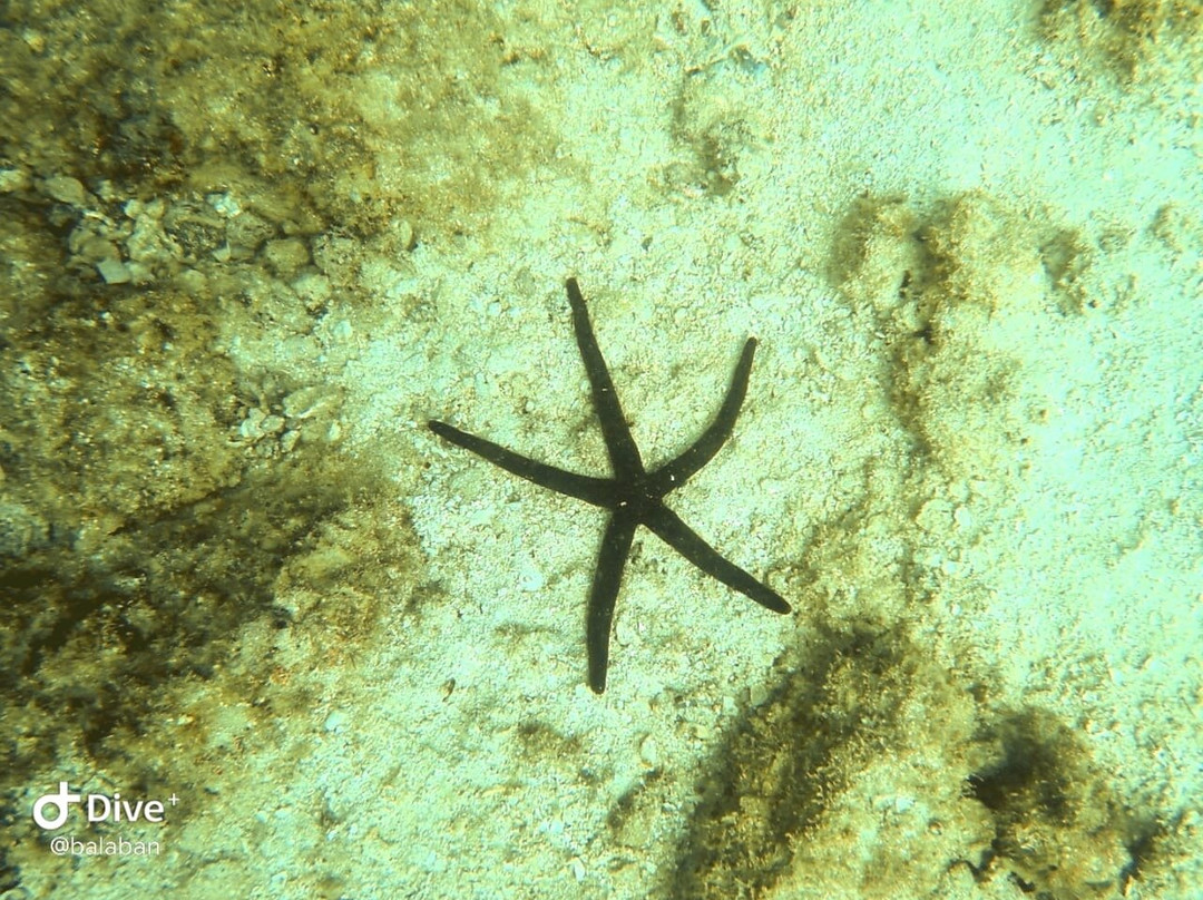 Aquanauts Diving Center-Al Aqah必去景点