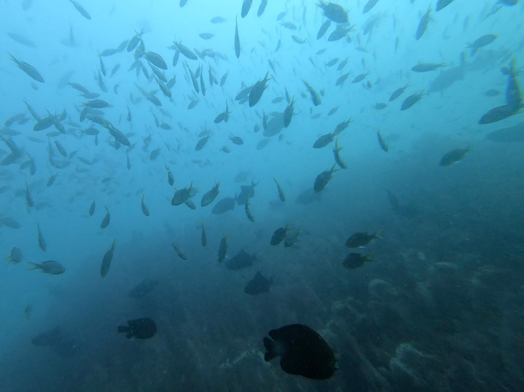 Aquanauts Diving Center-Al Aqah必去景点