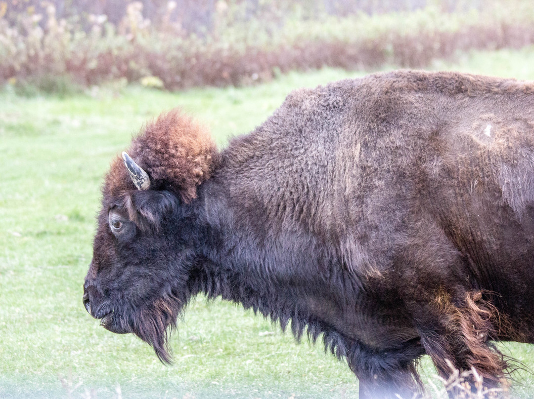 Theodore Roosevelt National Park-Medora必去景点