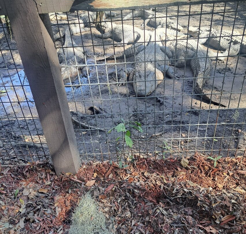 Edisto Island Serpentarium-埃迪斯托艾兰必去景点