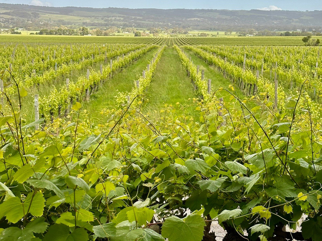 Hugh Hamilton Wines-麦克拉伦谷必去景点