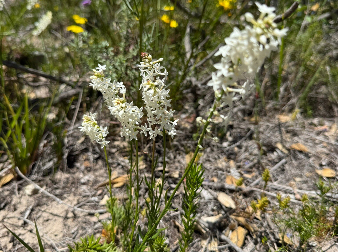 Wow Wilderness Ecocruises-沃泊尔必去景点